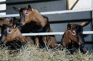 the goats