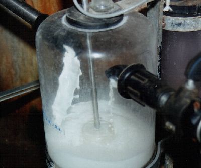 La collecte du lait vers le refroidisseur